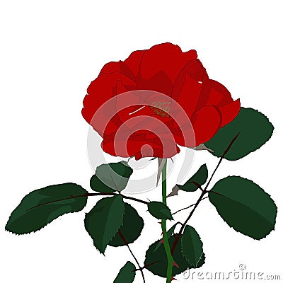 Rose Vector Illustration