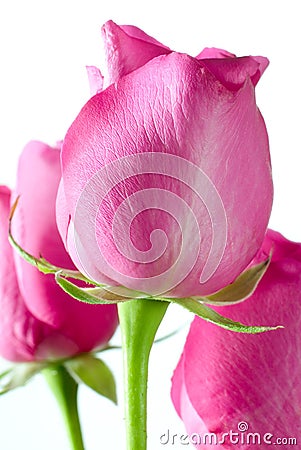 Rose Stock Photo