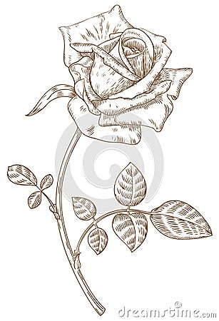 Rose Vector Illustration