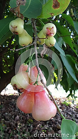 Rose apple sweet Thailand fruit Stock Photo
