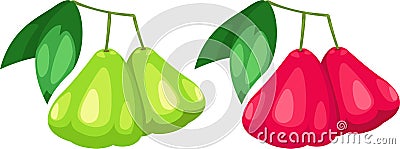 Rose apple vector Vector Illustration