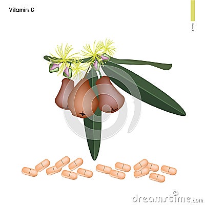 Rose Apple with Vitamin C on White Background Vector Illustration