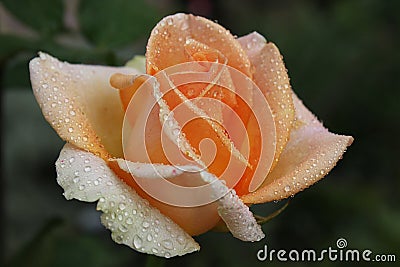 Rose apricot Stock Photo