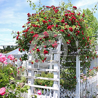 Rose Arch Stock Photo