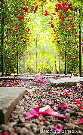 Rose arch Stock Photo