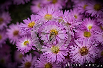 Rose aster novi-belgi close-up with insect. October Morning.2020 Stock Photo