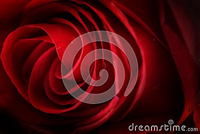 Rose background Stock Photo