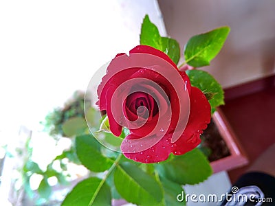 Rose Stock Photo