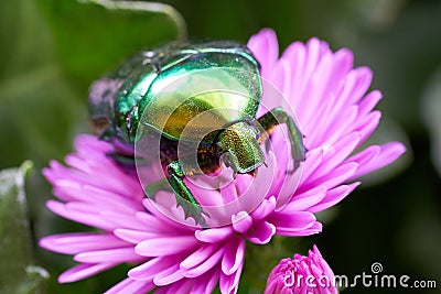 Rose beetle Cetonia aurata on a pink flower Stock Photo