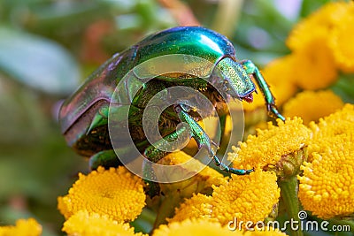 Rose beetle Cetonia aurata on a yellow flower Stock Photo