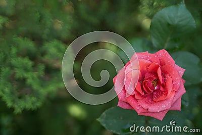 Rose Bloom Background Stock Photo