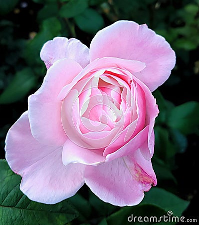 Pink rose in portland,oregon Stock Photo