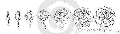 Rose blooming from closed bud to fully open flower. Hand drawn sketch style set. Vector illustration isolated on white Vector Illustration