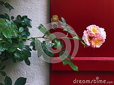 Rose blossoming on a contrast background Stock Photo