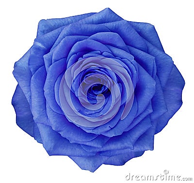 Rose blue flower on white isolated background with clipping path. no shadows. Closeup. Stock Photo