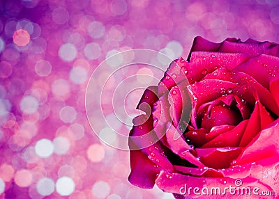 Rose on blue and violet bokeh background, valentine day and love concept Stock Photo