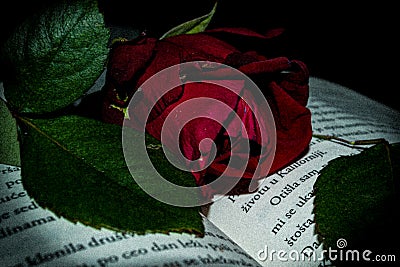 Rose book red words Stock Photo