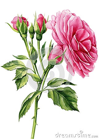 Rose branch. Roses flowers, buds and leaves on a white background. Watercolor illustration, botanical painting Cartoon Illustration