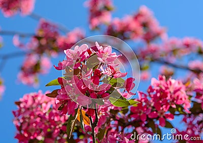 Rose bright flowers with blue sky background Stock Photo