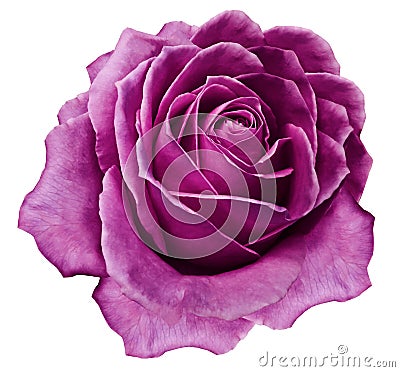 Rose bright pink flower on white isolated background with clipping path. no shadows. Closeup. For design. Stock Photo