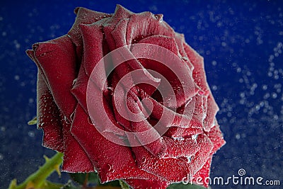 Rose in the bubbles. Flower and water. The concept of cosmetics, perfumes. Stock Photo