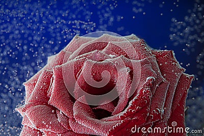 Rose in the bubbles. Flower and water. The concept of cosmetics, perfumes. Stock Photo