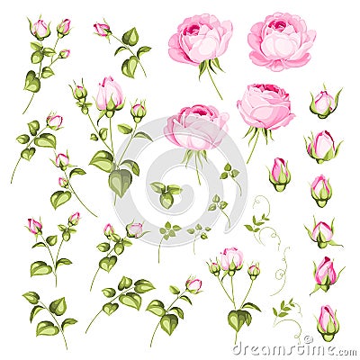 Rose bud collection. Elements of roses isolated on white background. Bouquet of roses. Flower isolated against white Vector Illustration