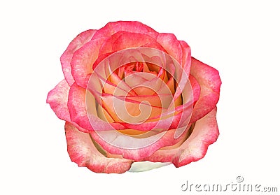 Rose bud isolated on white background. clipart, rose flower. Stock Photo