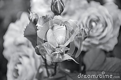 Rose bud among leaves close-up toning in Ultimate Gray, trend 2021. Summer garden, selective focus Stock Photo