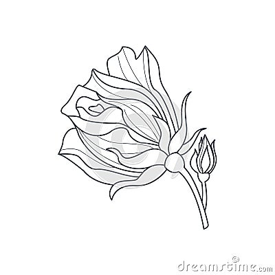 Rose Bud Monochome Drawing For Coloring Book Vector Illustration