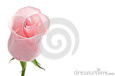 Rose Bud Pink Stock Photo