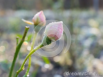 Rose bud with rime frost Stock Photo