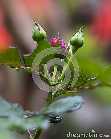 Rose buds in the garden after rain Stock Photo