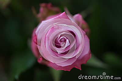 Rose buds on the rosebush Stock Photo