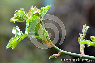 Rose. Buds in the spring. Nice bud in the garden. Stock Photo