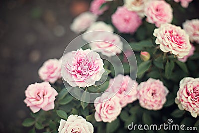 Rose bush bouquet tender pink on a green background Stock Photo