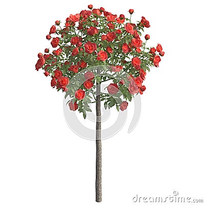 Rose bush 3d illustration isolated on the white background Cartoon Illustration