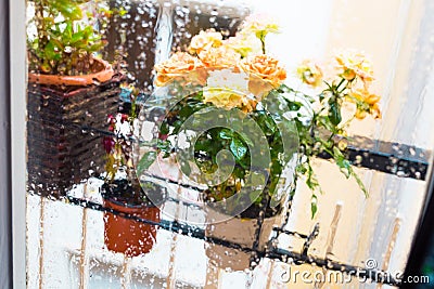 Rose bush in a flower pot on balkon during the rain Stock Photo