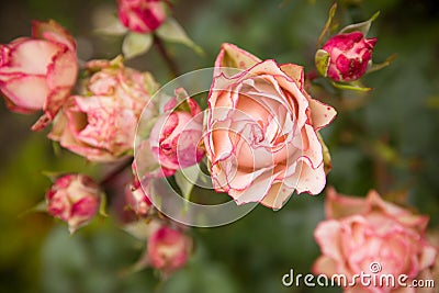 Rose bush with lots of pink roses in bloom, soft focus. Pink roses in garden. outdoors Stock Photo
