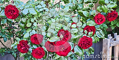 Rose Bush Stock Photo