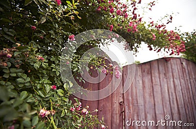 Rose bush on wooden gate Stock Photo