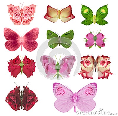 Rose butterfly collection Stock Photo