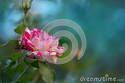 Rose Camille Pissarro. Roses are striped red white and yellow Stock Photo