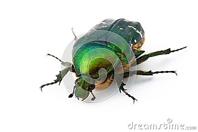 Rose chafer Stock Photo