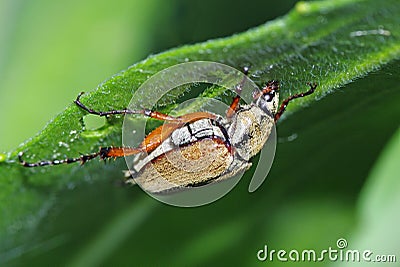 Rose Chafer Stock Photo