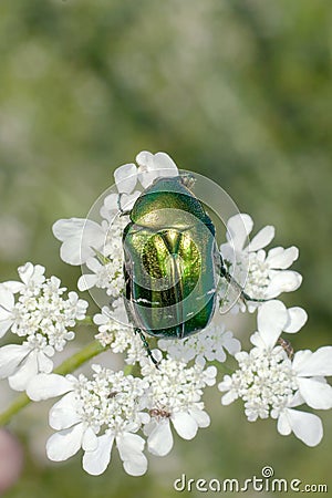 Rose chafer / Cetonia aurata Stock Photo