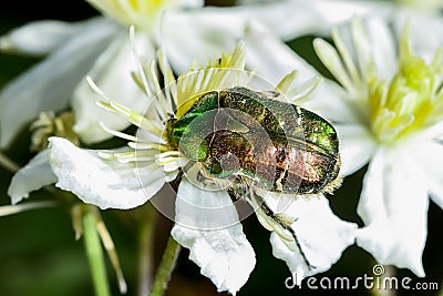 Rose chafer, cetonia aurata Stock Photo