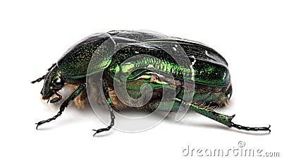 Rose chafer ,cetonia aurata isolated on white Stock Photo