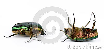 Rose chafer Cetonia Aurata Stock Photo