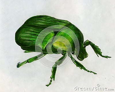 Rose chafer - drawing Stock Photo